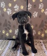 Kim, adopted, Puppy Female Black Labrador Retriever.