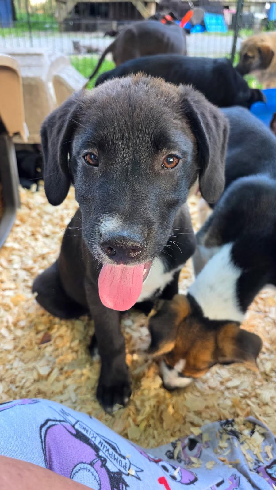 Bear , ADOPTABLE, Puppy Male Mixed Breed.