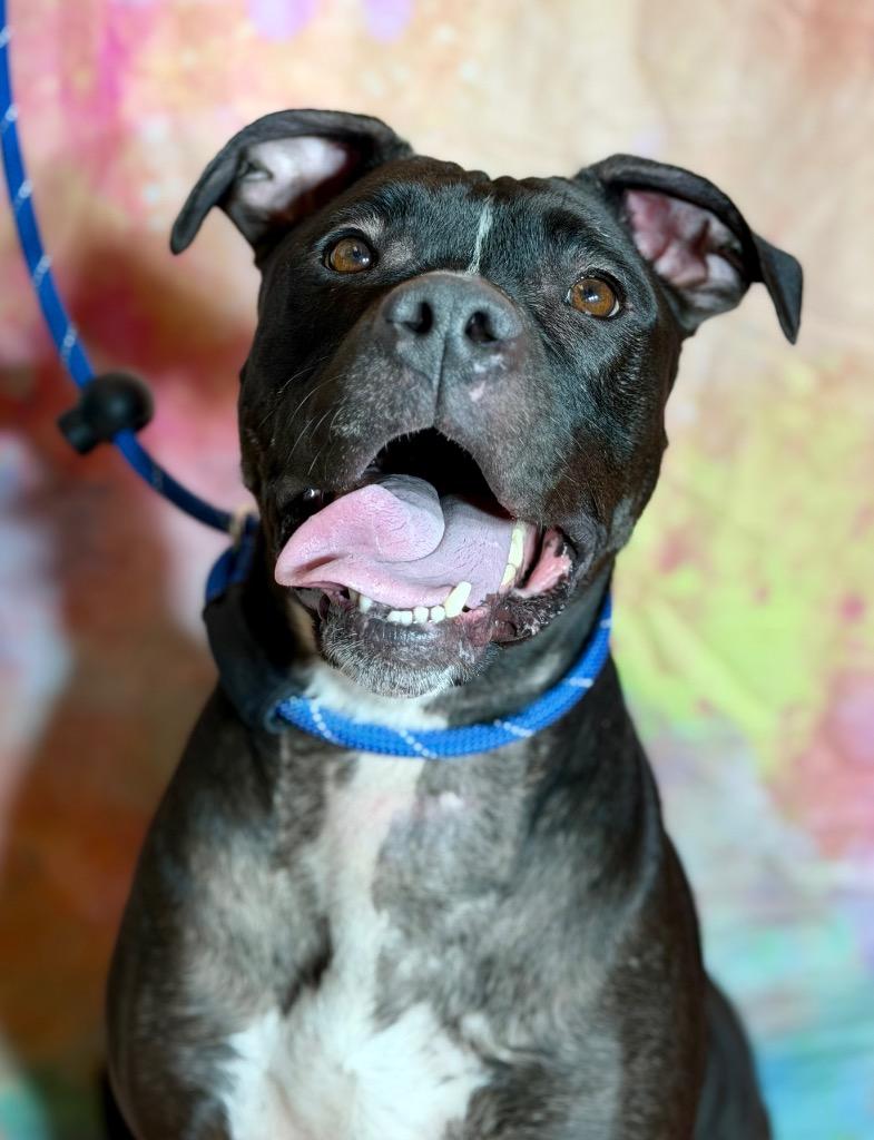 LUCY, Adoptable, Adult Female Terrier.