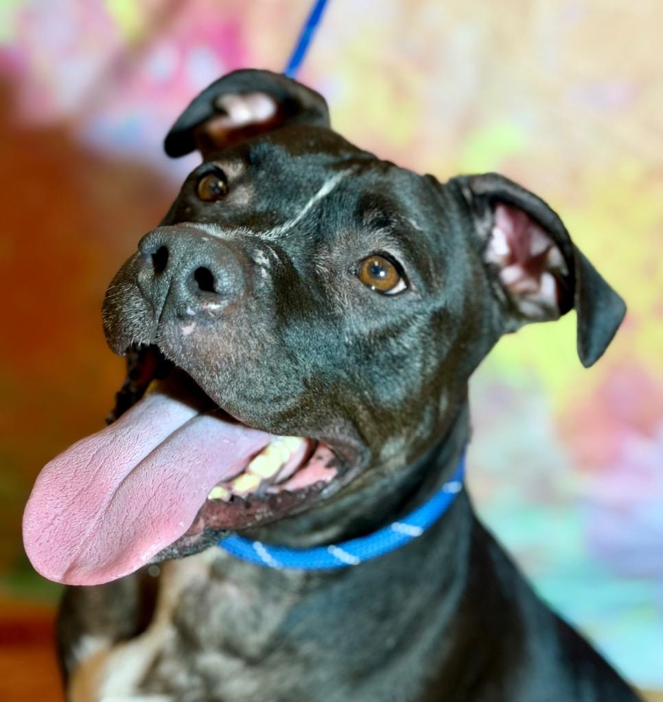 Enlarge LUCY, a Adoptable Terrier in Wintersville, OH image 2/3