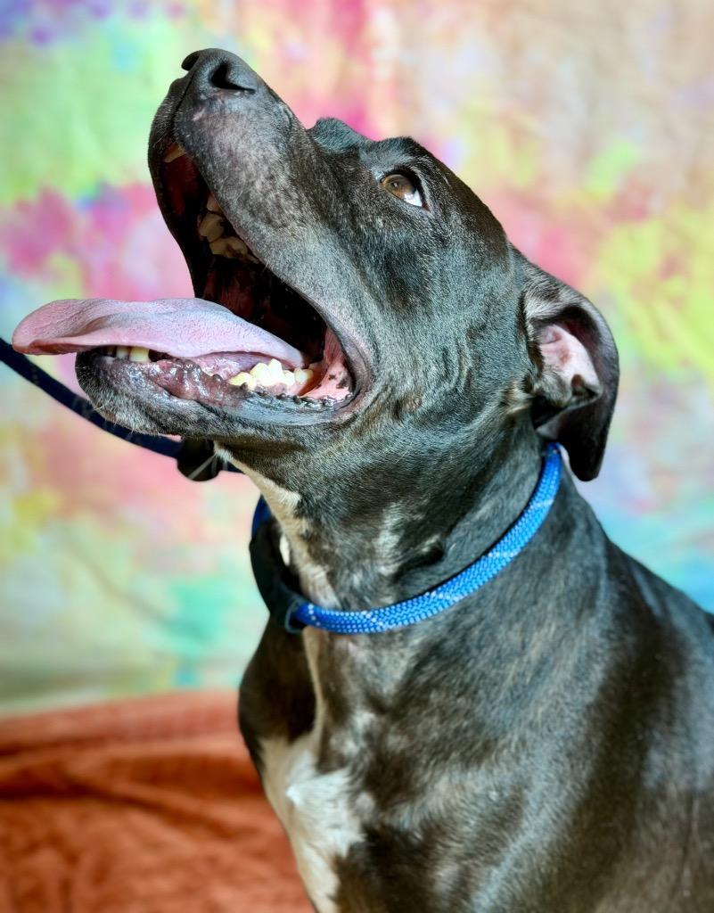 Enlarge LUCY, a Adoptable Terrier in Wintersville, OH image 3/3