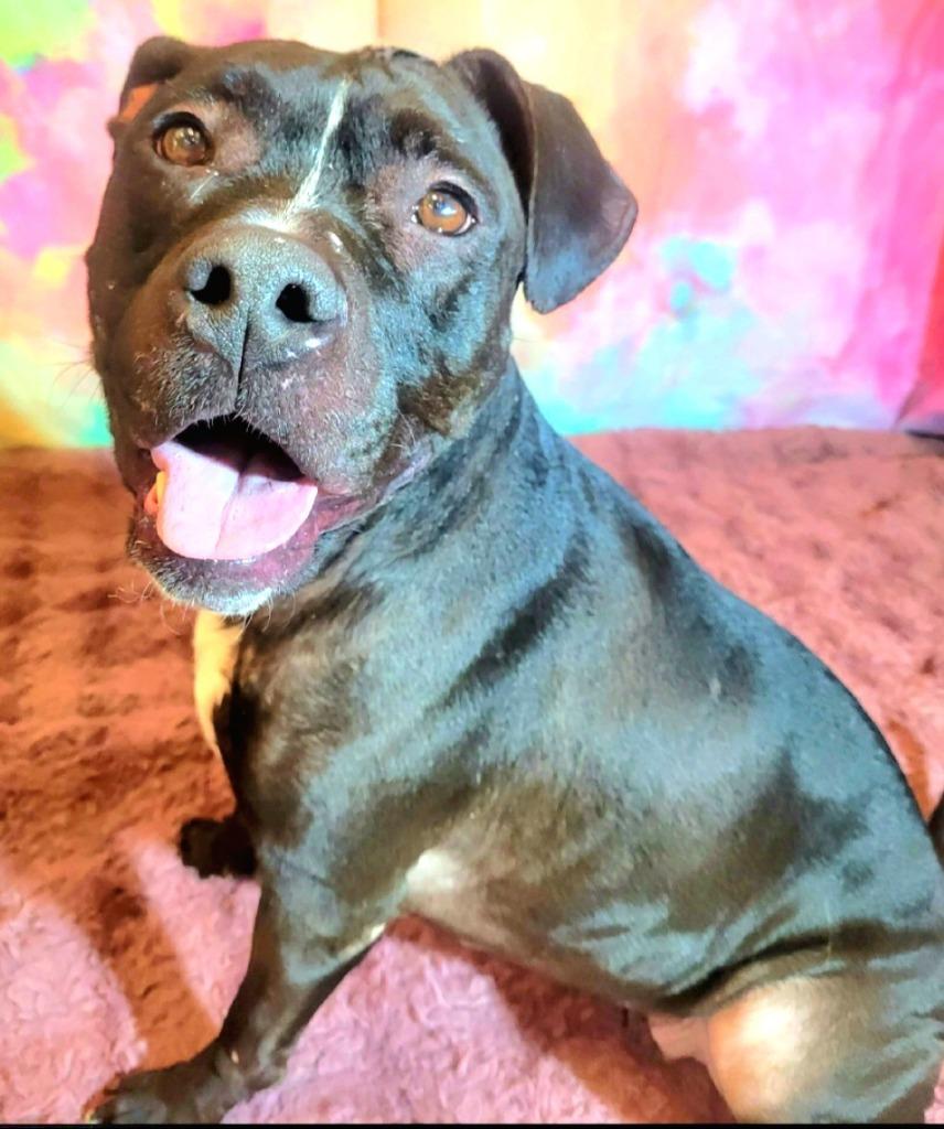 Enlarge LUCY, a Adoptable Terrier in Wintersville, OH image 4/4