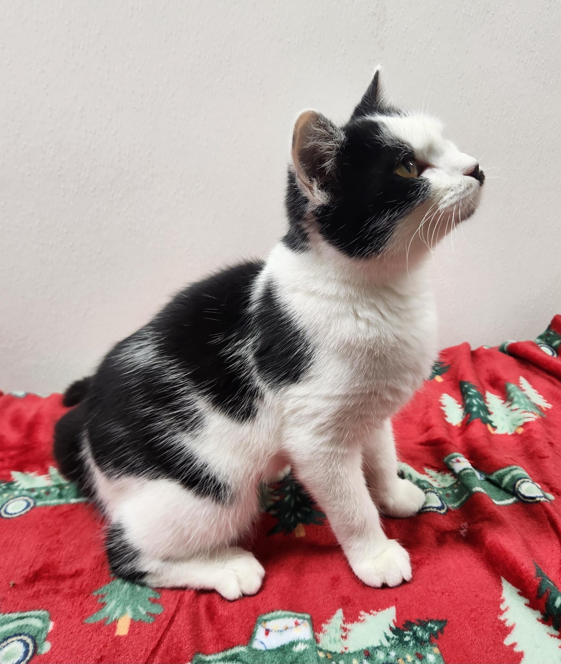 Enlarge Violet , an adopted Domestic Short Hair in Hardinsburg, KY image 1/3