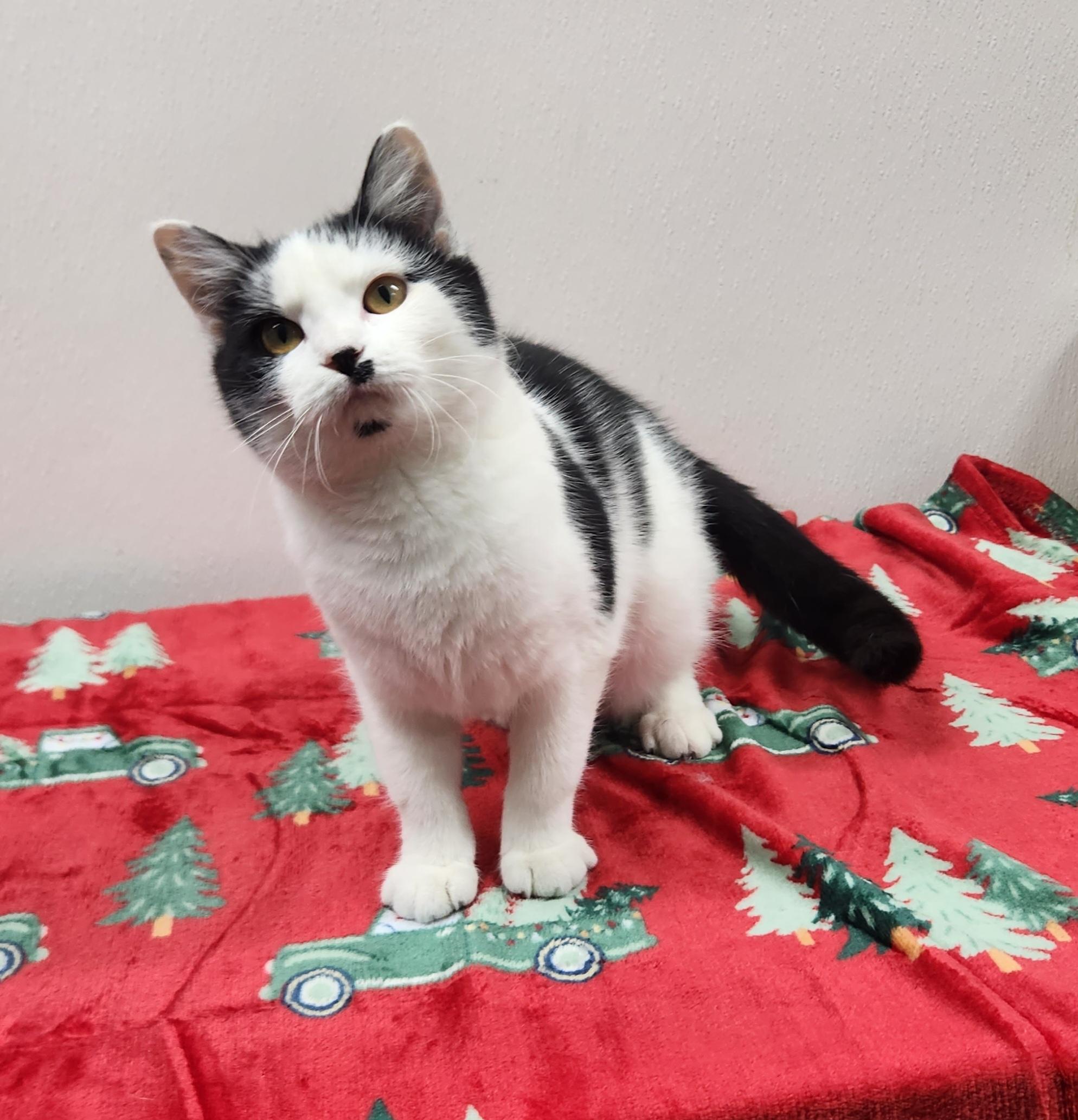 Enlarge Violet , an adopted Domestic Short Hair in Hardinsburg, KY image 2/3