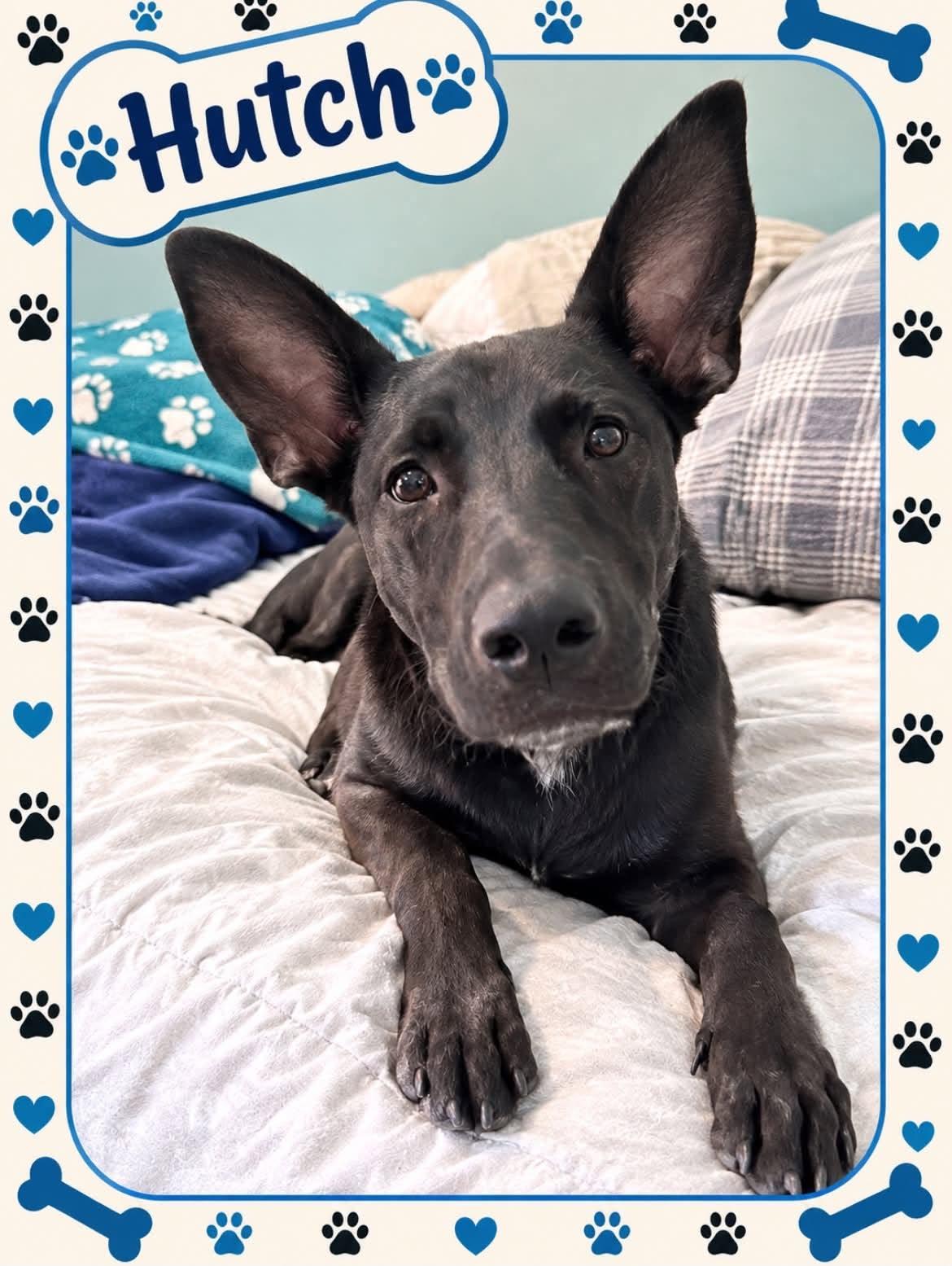 Hutch, Adoptable, Puppy Male Labrador Retriever.