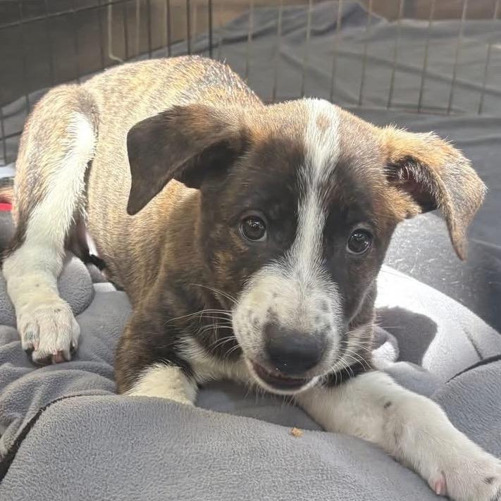 Cara, Adoptable, Puppy Female Border Collie & Mixed Breed.