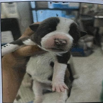 Enlarge Cara, a Adoptable mixed breed in Ione, CA image 2/2