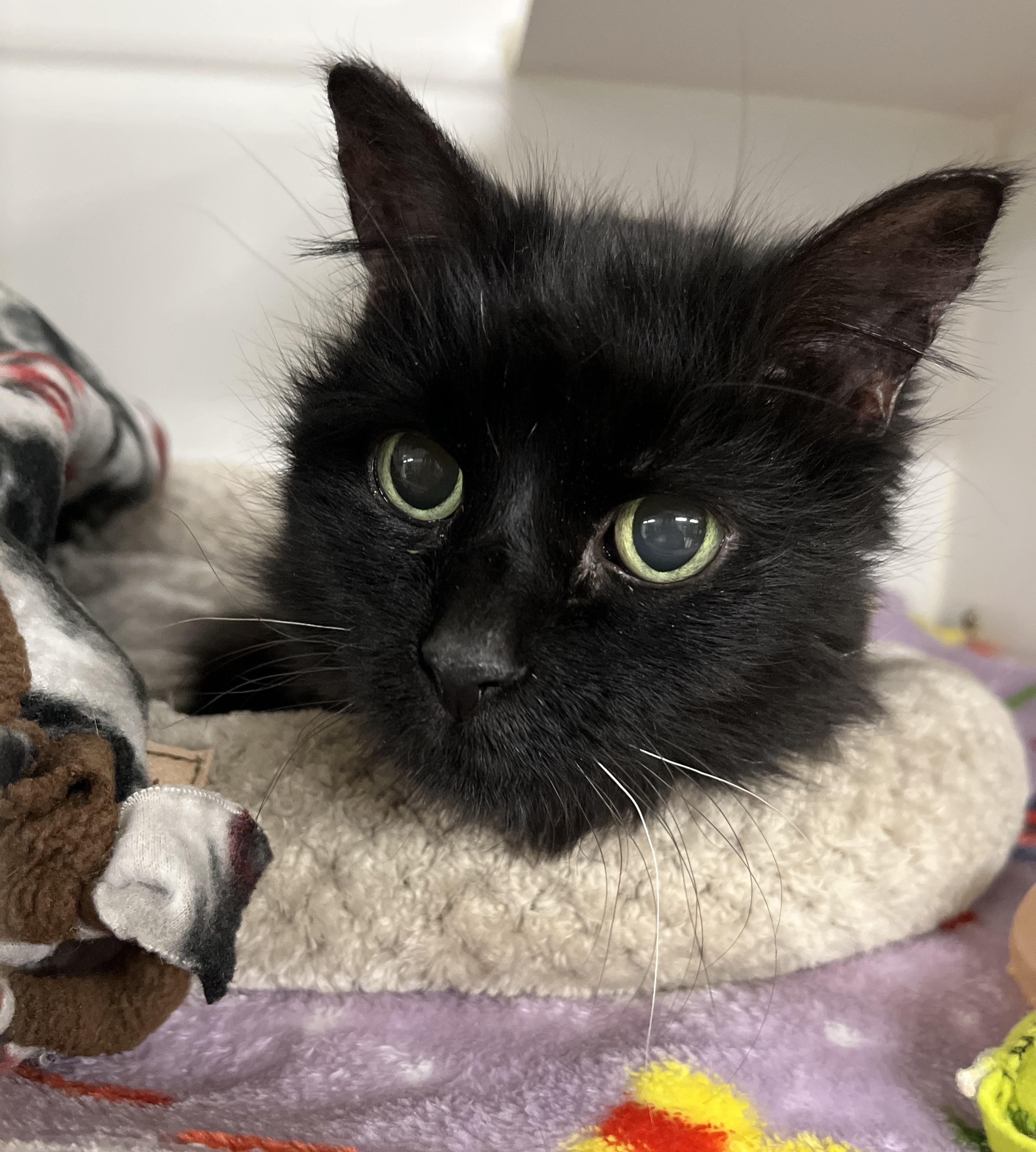 Enlarge Myra Mains, an adoptable Domestic Long Hair in Seville, OH image 2/2