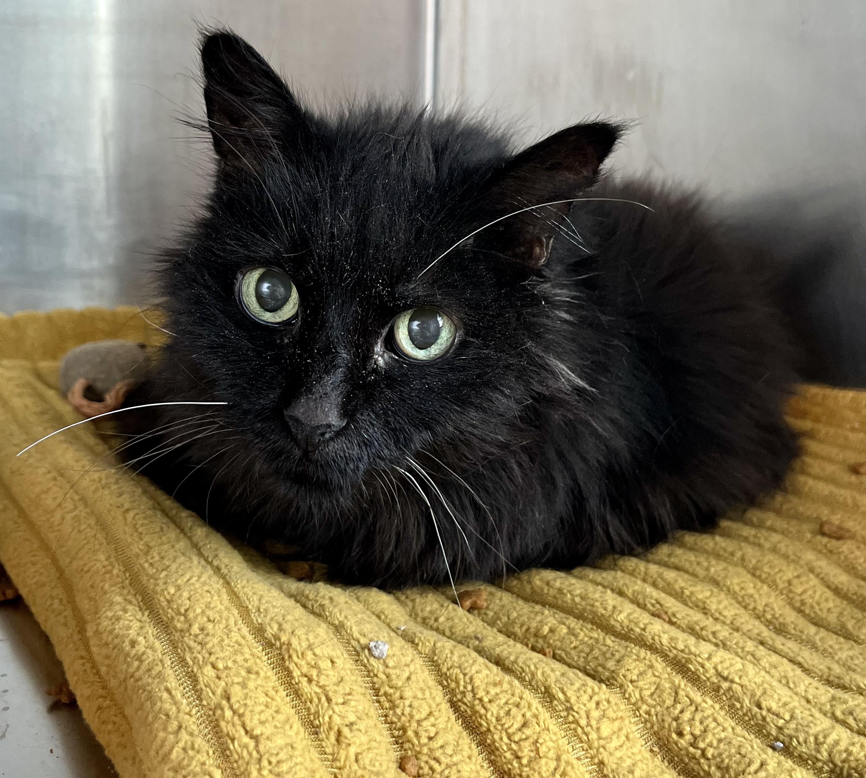 Myra Mains, adoptable, Adult Female Domestic Long Hair.