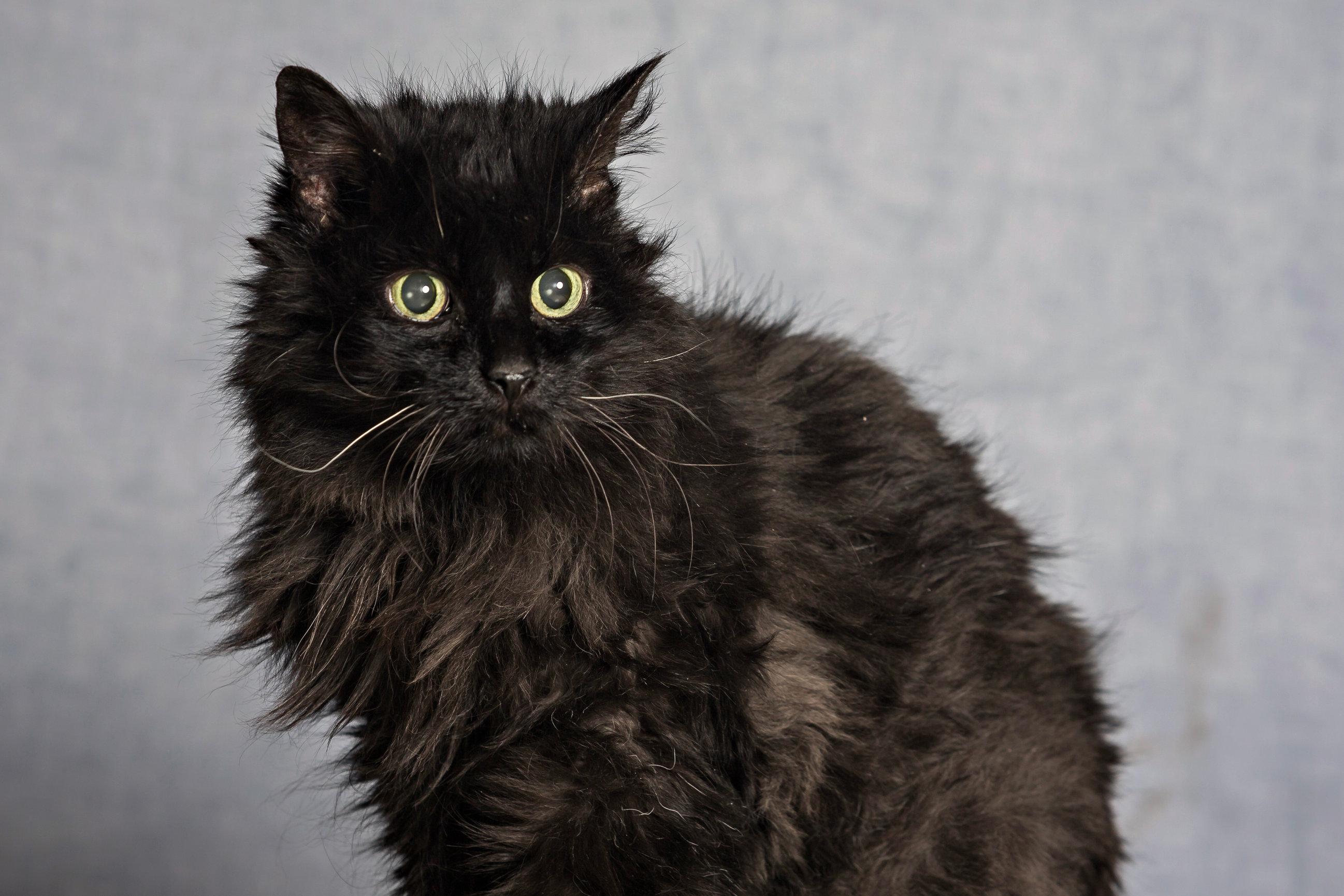 Myra Mains, adoptable, Adult Female Domestic Long Hair.