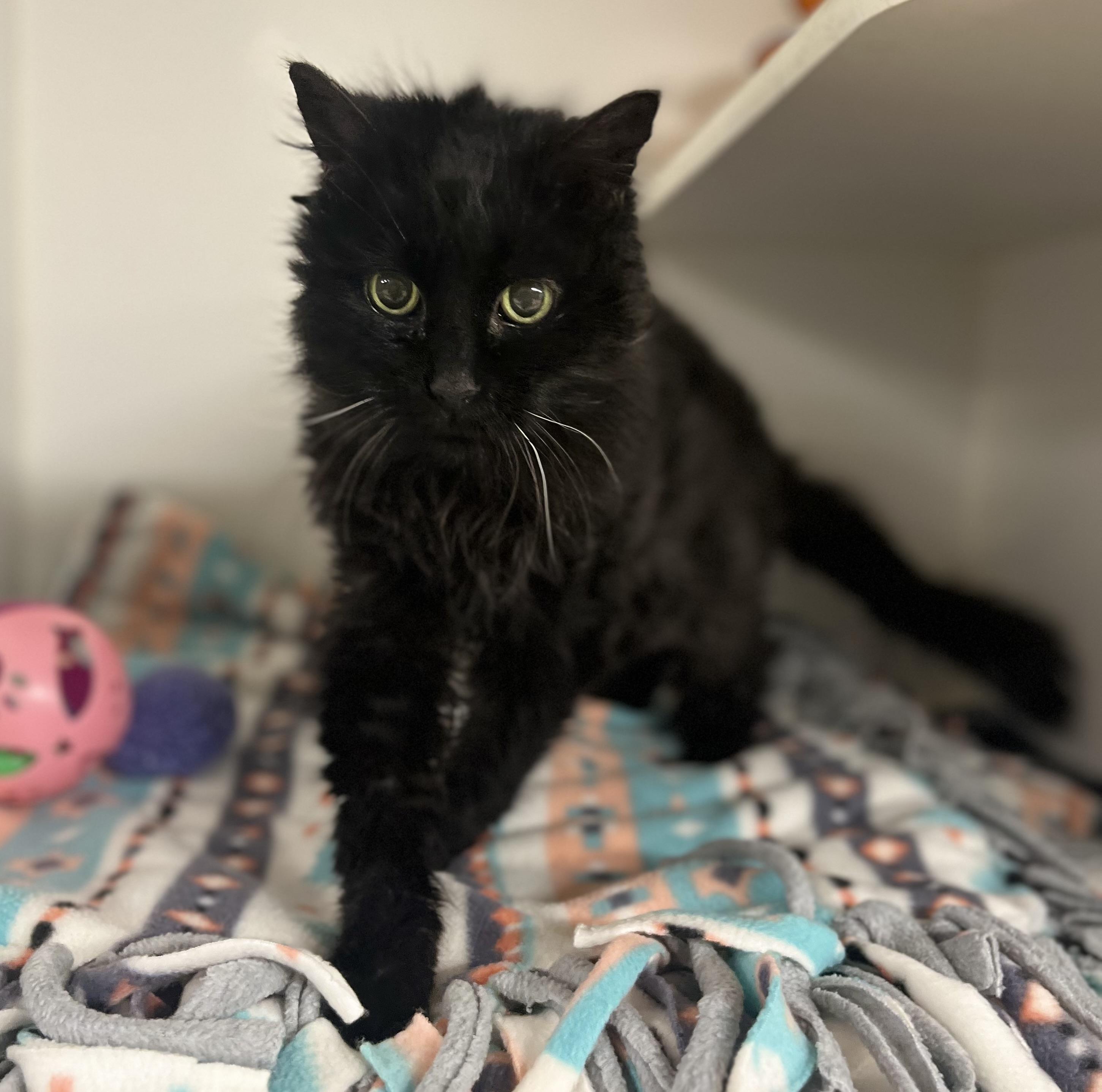 Enlarge Myra Mains, an adoptable Domestic Long Hair in Seville, OH image 4/4