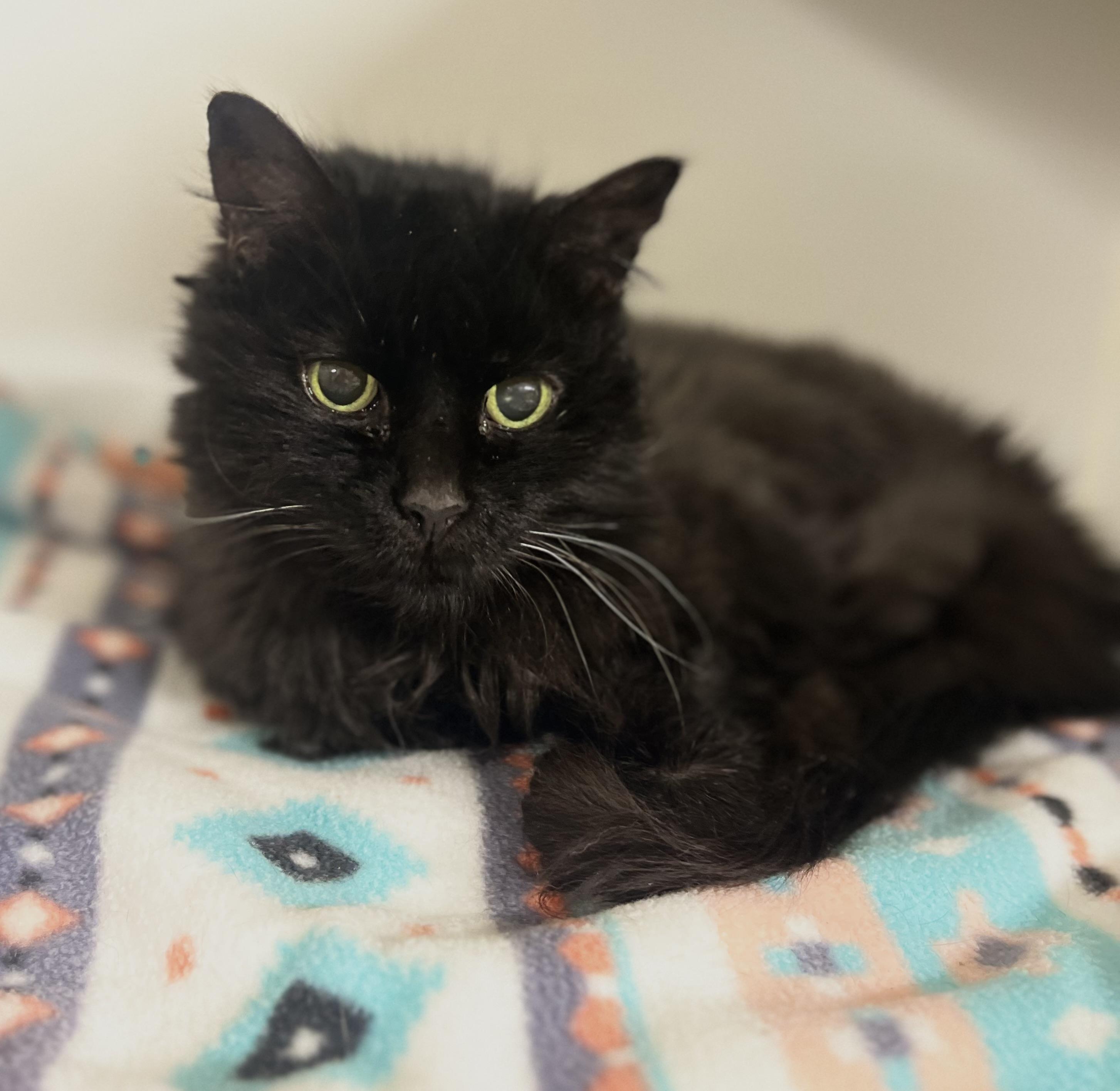 Myra Mains, adoptable, Adult Female Domestic Long Hair.