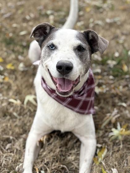 Dustin, Adoptable, Adult Male Mixed Breed & Mixed Breed.