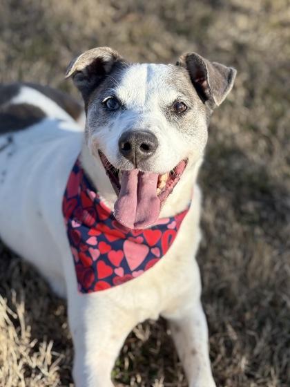 Dustin, Adoptable, Adult Male Mixed Breed & Mixed Breed.