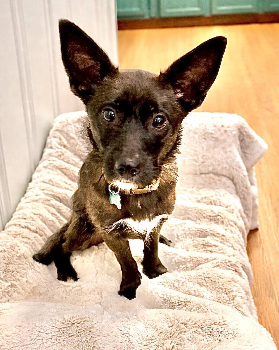 Tabitha, ADOPTABLE, Young Female Terrier.