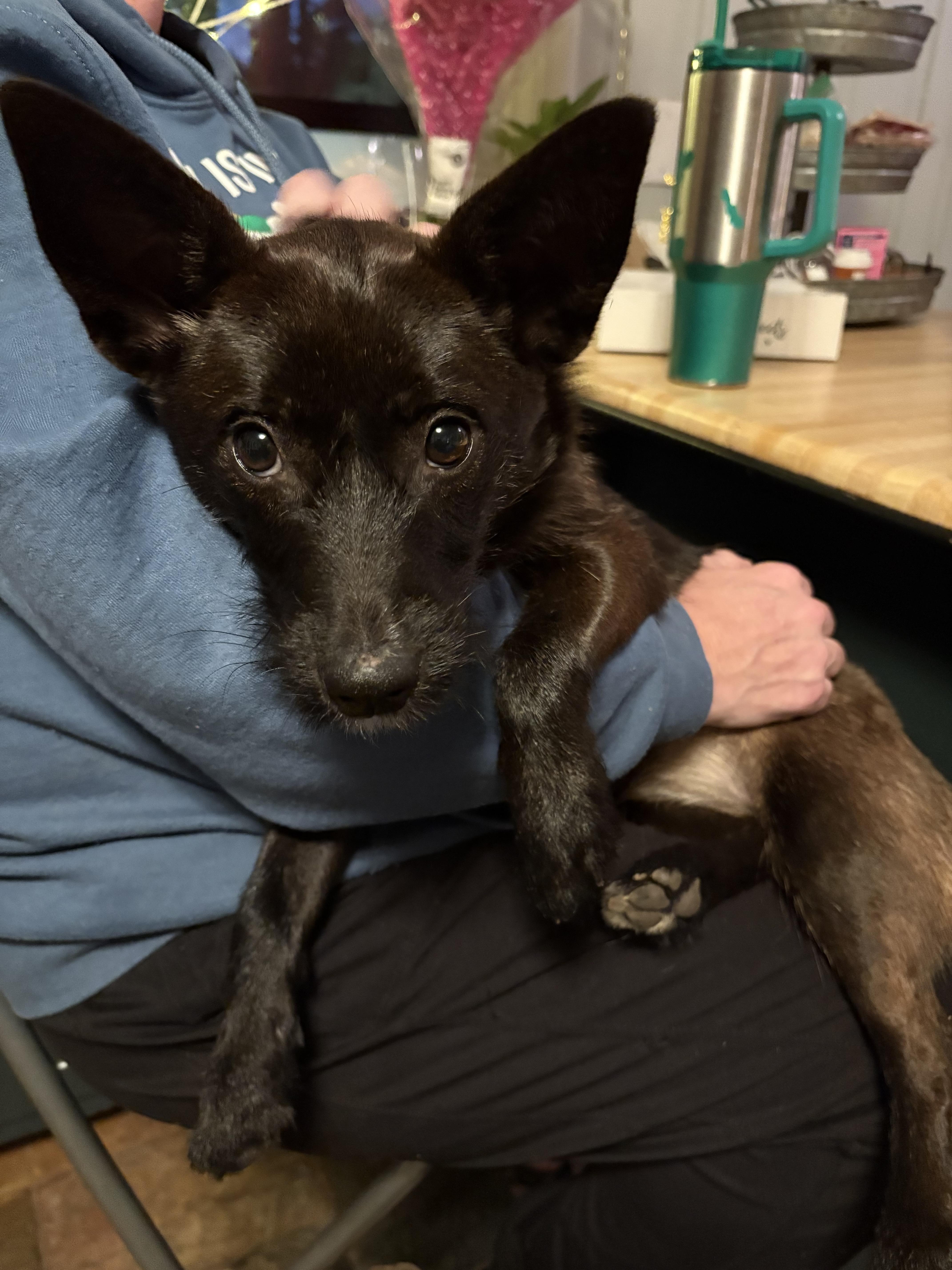 Enlarge Tabitha, a ADOPTABLE mixed breed in East Point, GA image 2/2