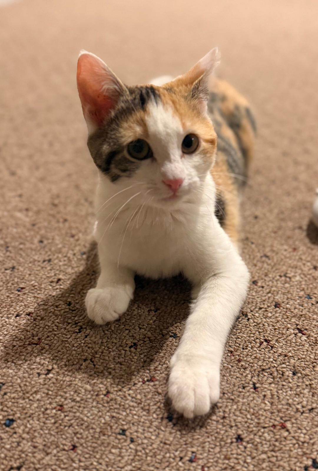 Trouble, ADOPTABLE, Kitten Female Domestic Short Hair.