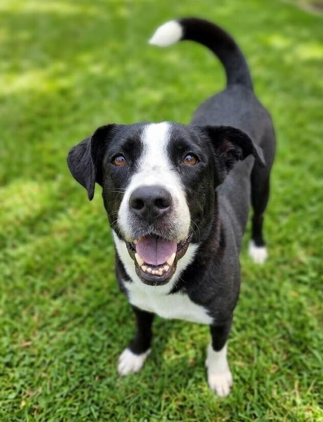 Haribo, a Adoptable mixed breed in Monroe, LA image 2/2