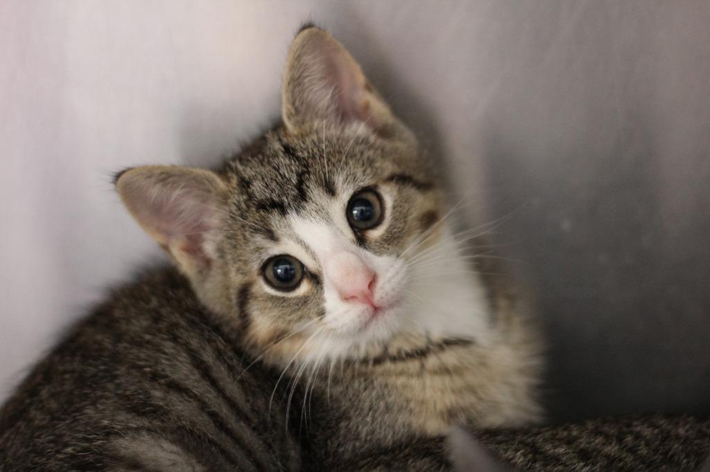 Malibu, Adoptable, Kitten Male Domestic Short Hair.