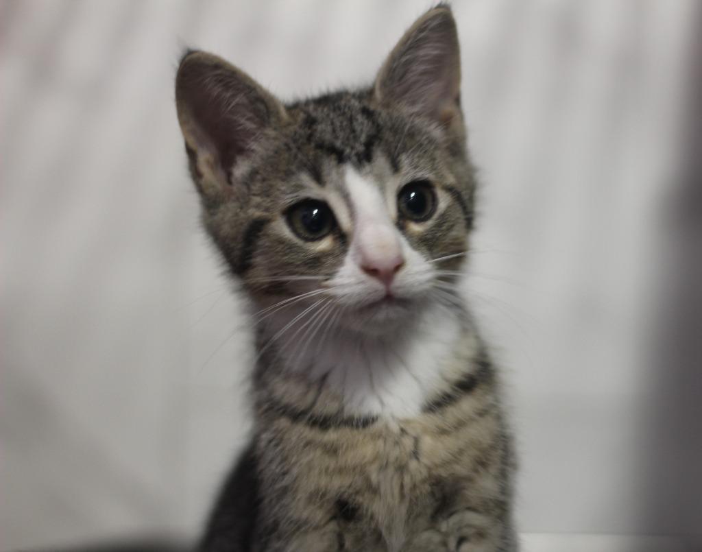 Enlarge Malibu, a Adoptable mixed breed in Rockford, IL image 2/2