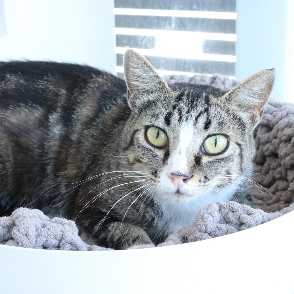 Koshka (36-3A-MOM), Adoptable, Adult Female Domestic Short Hair.