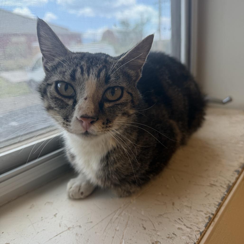 Koshka (36-3A-MOM), a Adoptable Domestic Short Hair in Rifle, CO image 2/2