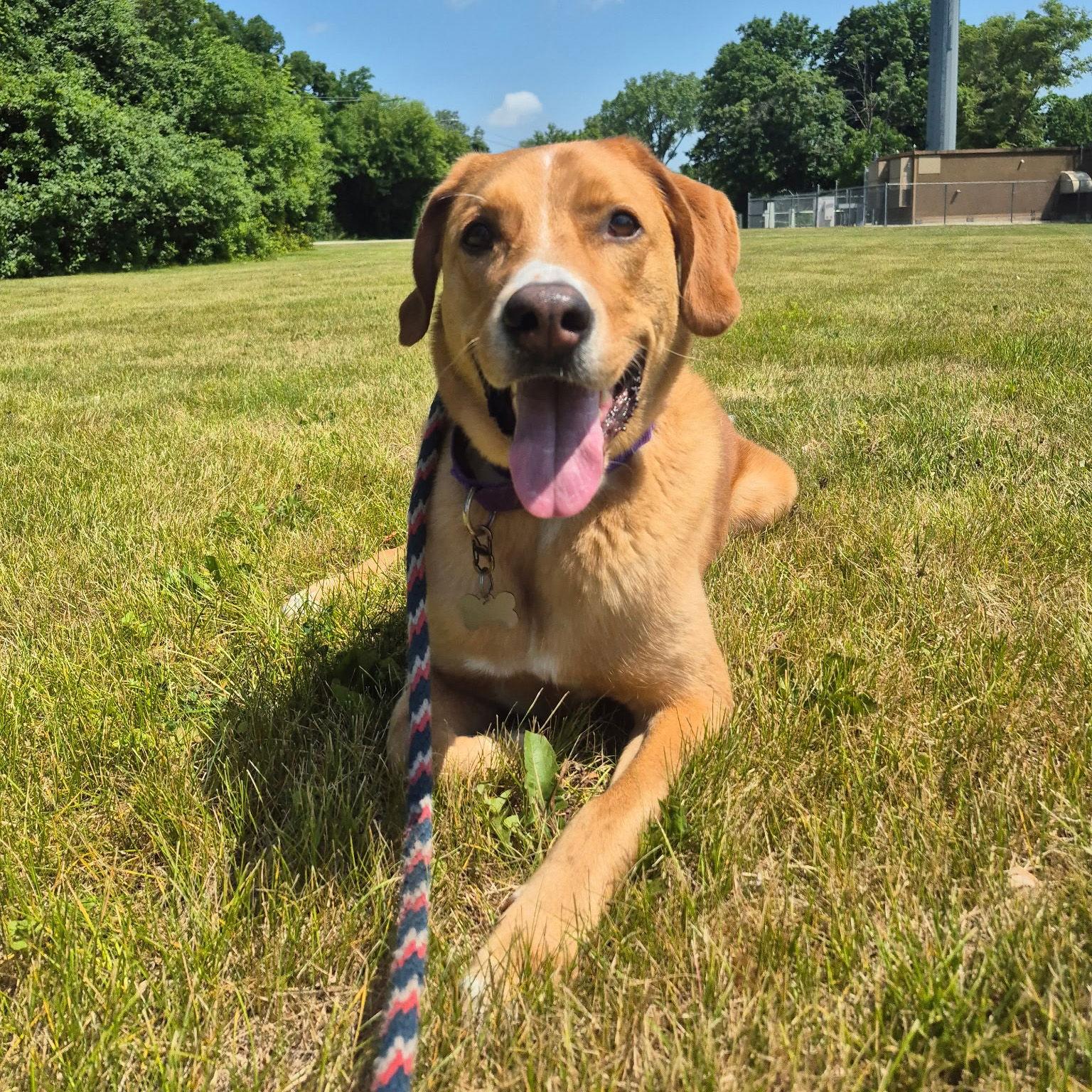 Sherlock, Adoptable, Adult Male Great Pyrenees & Labrador Retriever.
