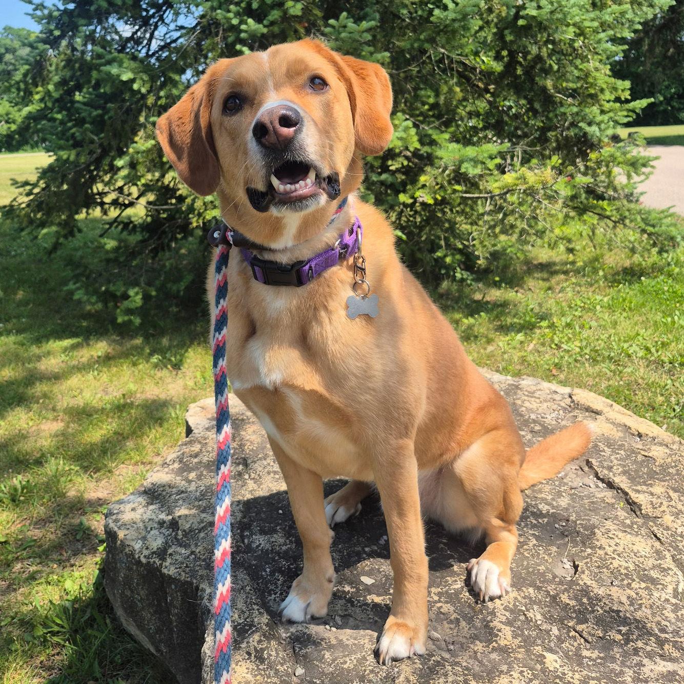 Enlarge Sherlock, a Adoptable mixed breed in Island Lake, IL image 2/3