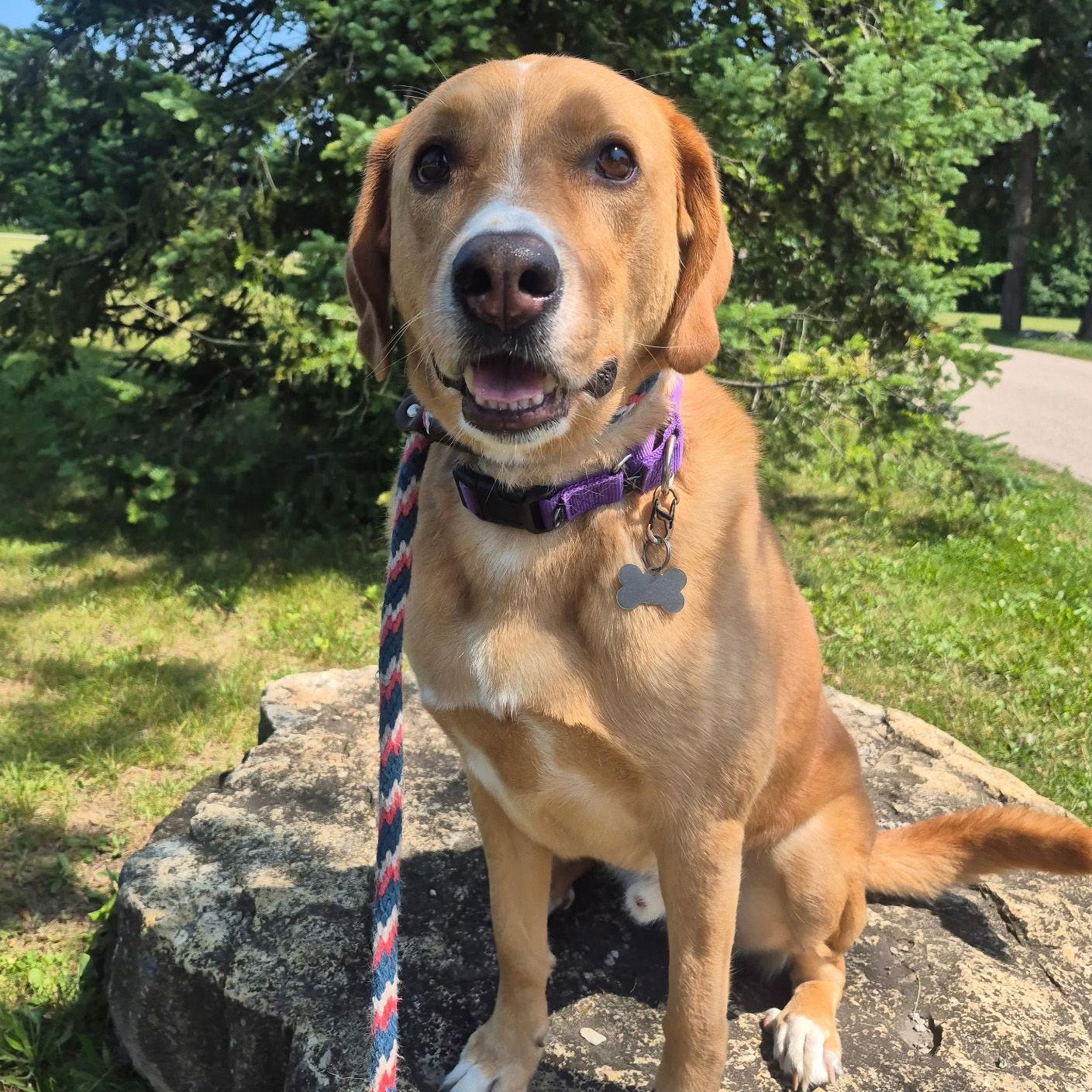 Enlarge Sherlock, a Adoptable mixed breed in Island Lake, IL image 3/3