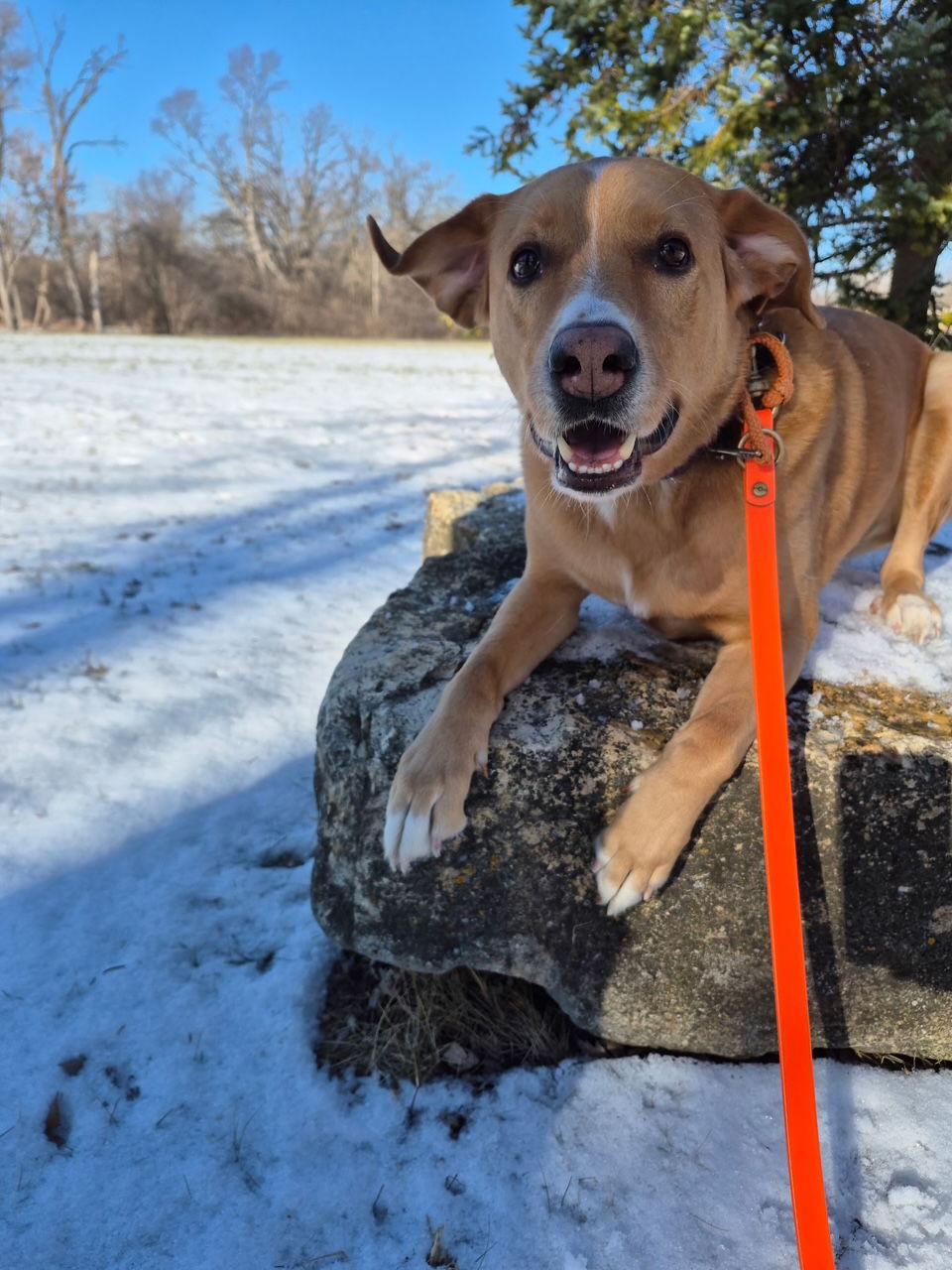 Enlarge Sherlock, a Adoptable mixed breed in Island Lake, IL image 1/3