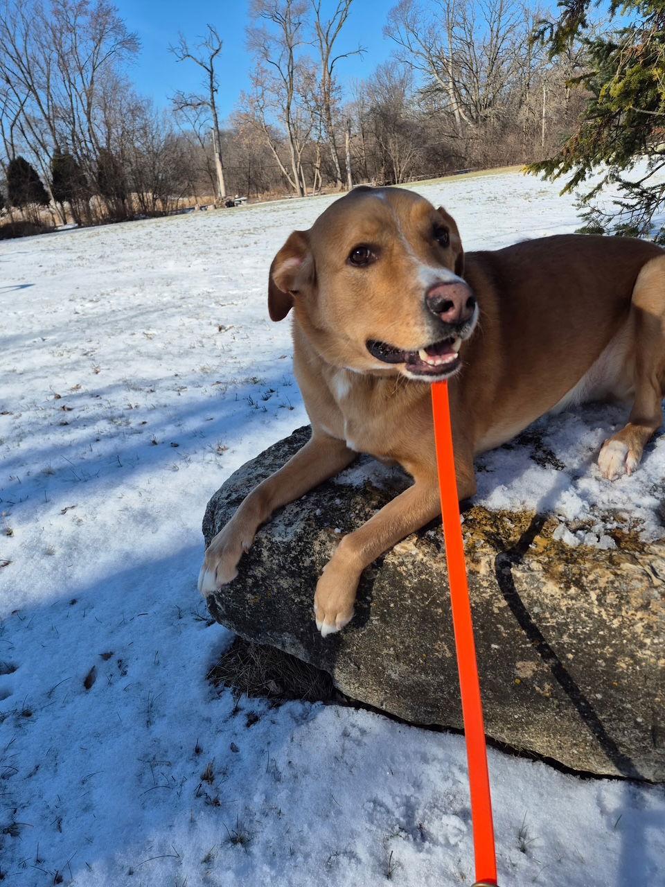 Enlarge Sherlock, a Adoptable mixed breed in Island Lake, IL image 2/3