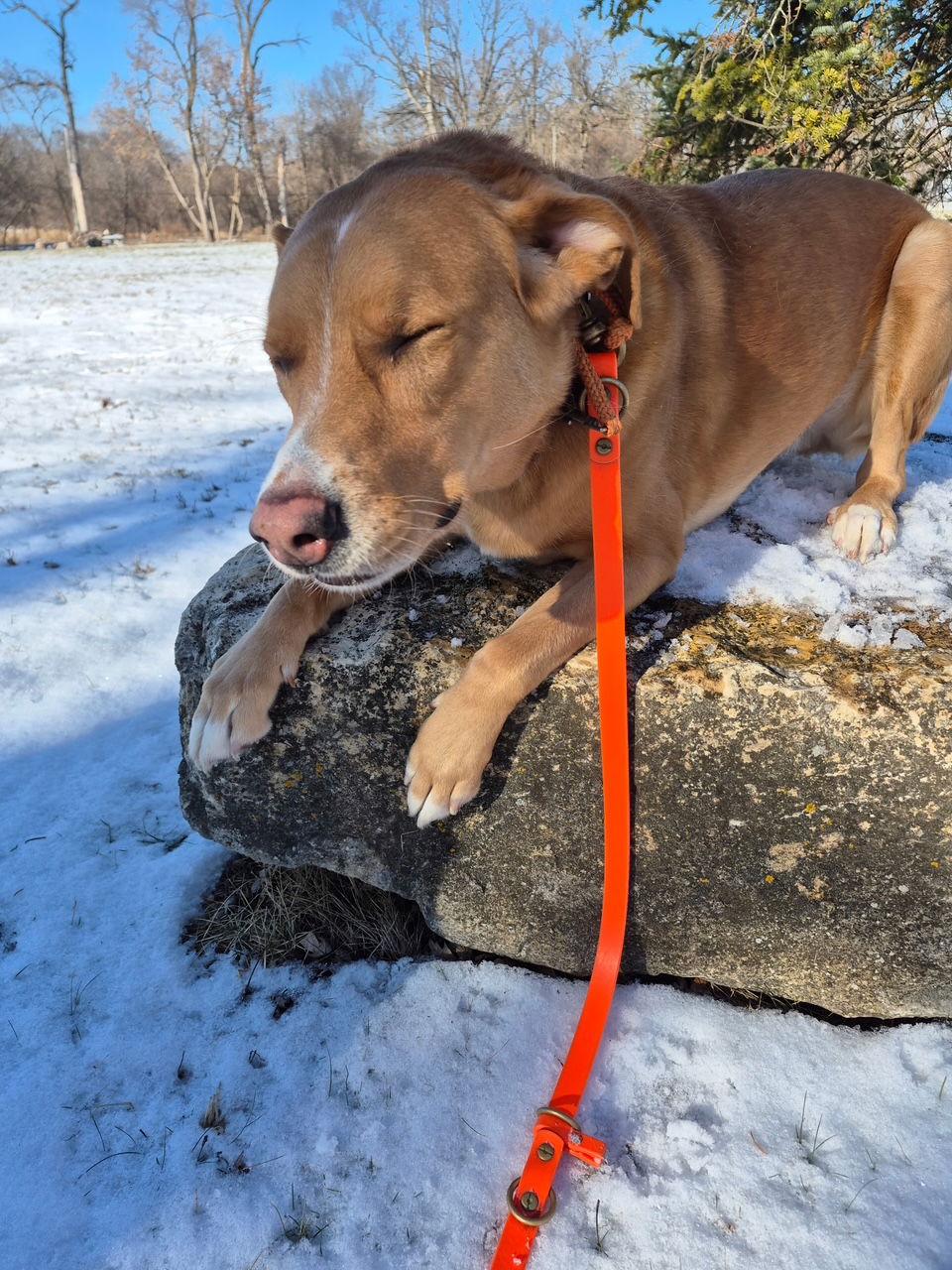 Enlarge Sherlock, a Adoptable mixed breed in Island Lake, IL image 3/3