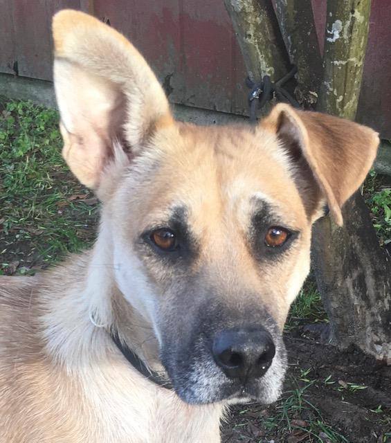 Katie, Adoptable, Adult Female Black Mouth Cur.