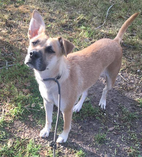 Enlarge Katie, a Adoptable Black Mouth Cur in Waltham, MA image 2/7