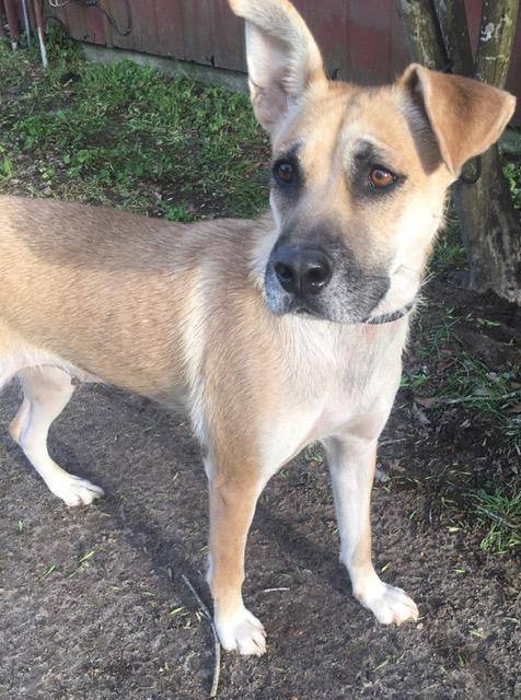 Enlarge Katie, a Adoptable Black Mouth Cur in Waltham, MA image 3/7