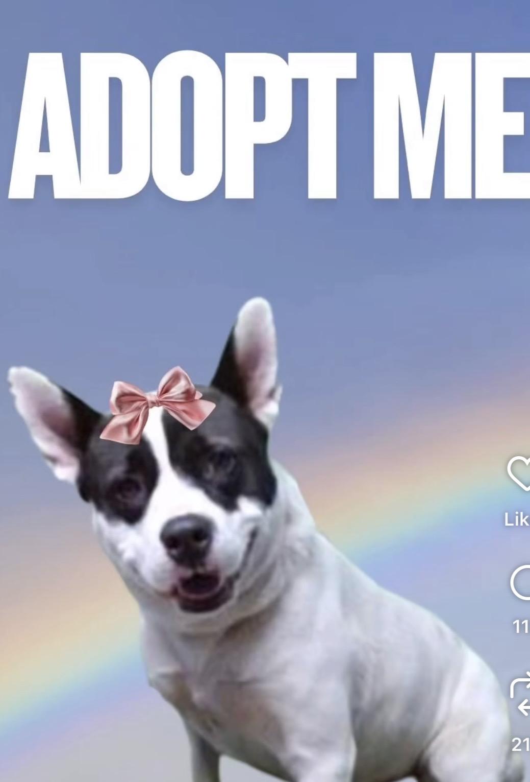 Enlarge Hailey, a ADOPTABLE mixed breed in Torrance, CA image 2/5