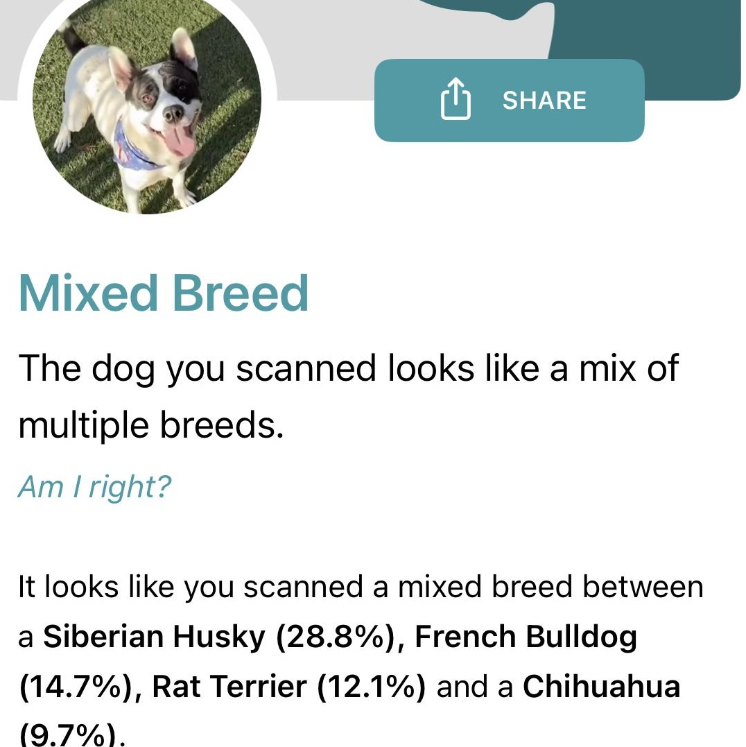 Enlarge Hailey, an adopted mixed breed in Torrance, CA image 5/6