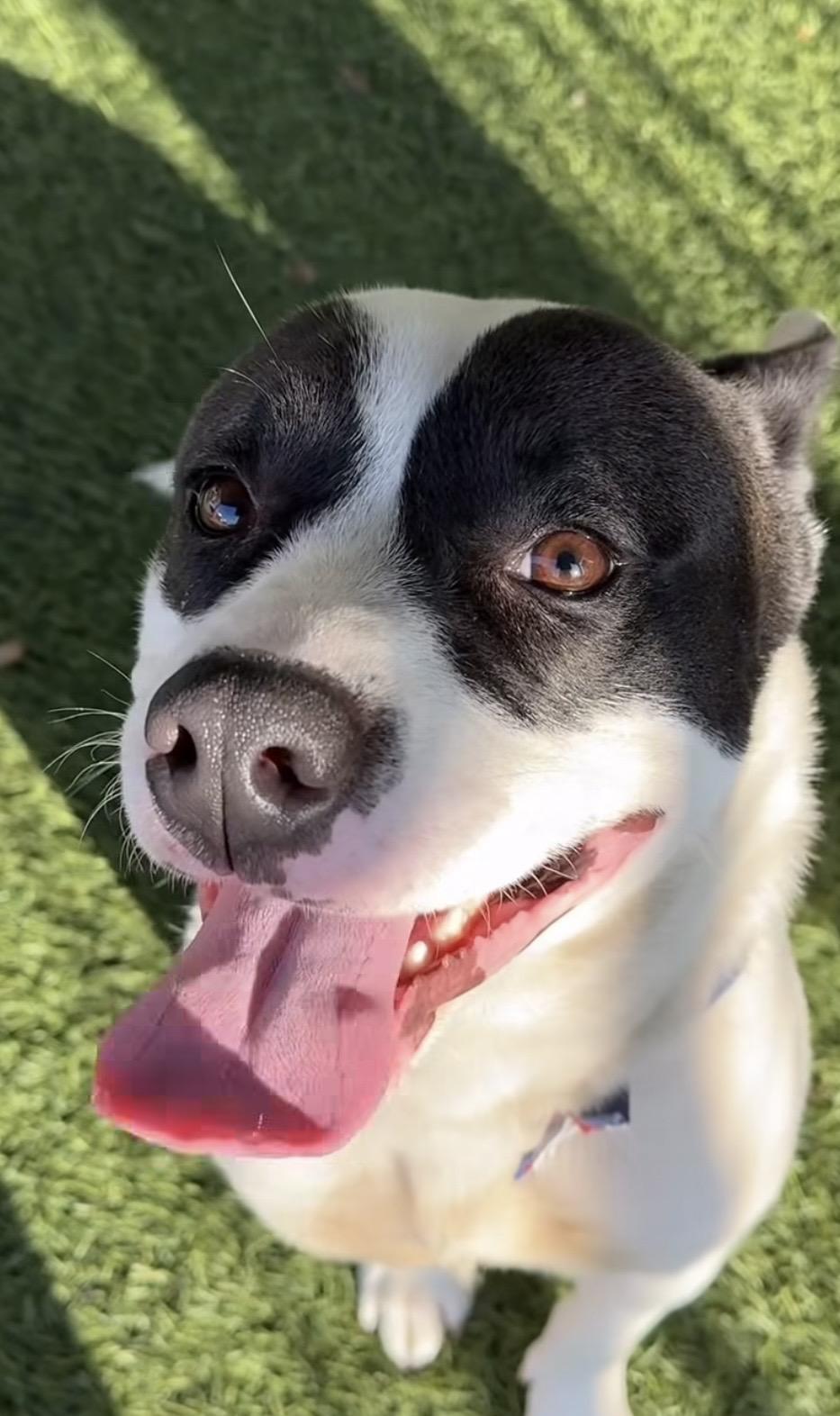 Enlarge Hailey, a ADOPTABLE mixed breed in Torrance, CA image 1/5