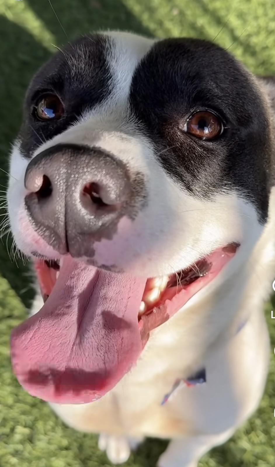 Enlarge Hailey, a ADOPTABLE mixed breed in Torrance, CA image 5/5