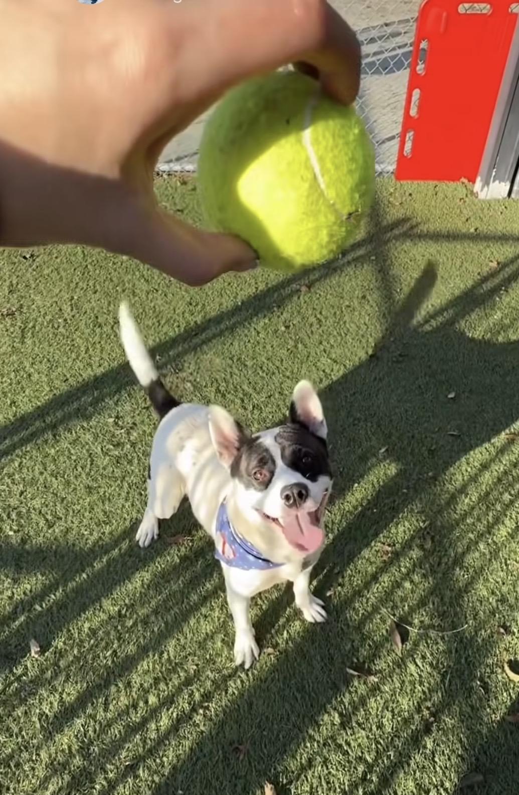 Enlarge Hailey, a ADOPTABLE mixed breed in Torrance, CA image 4/5