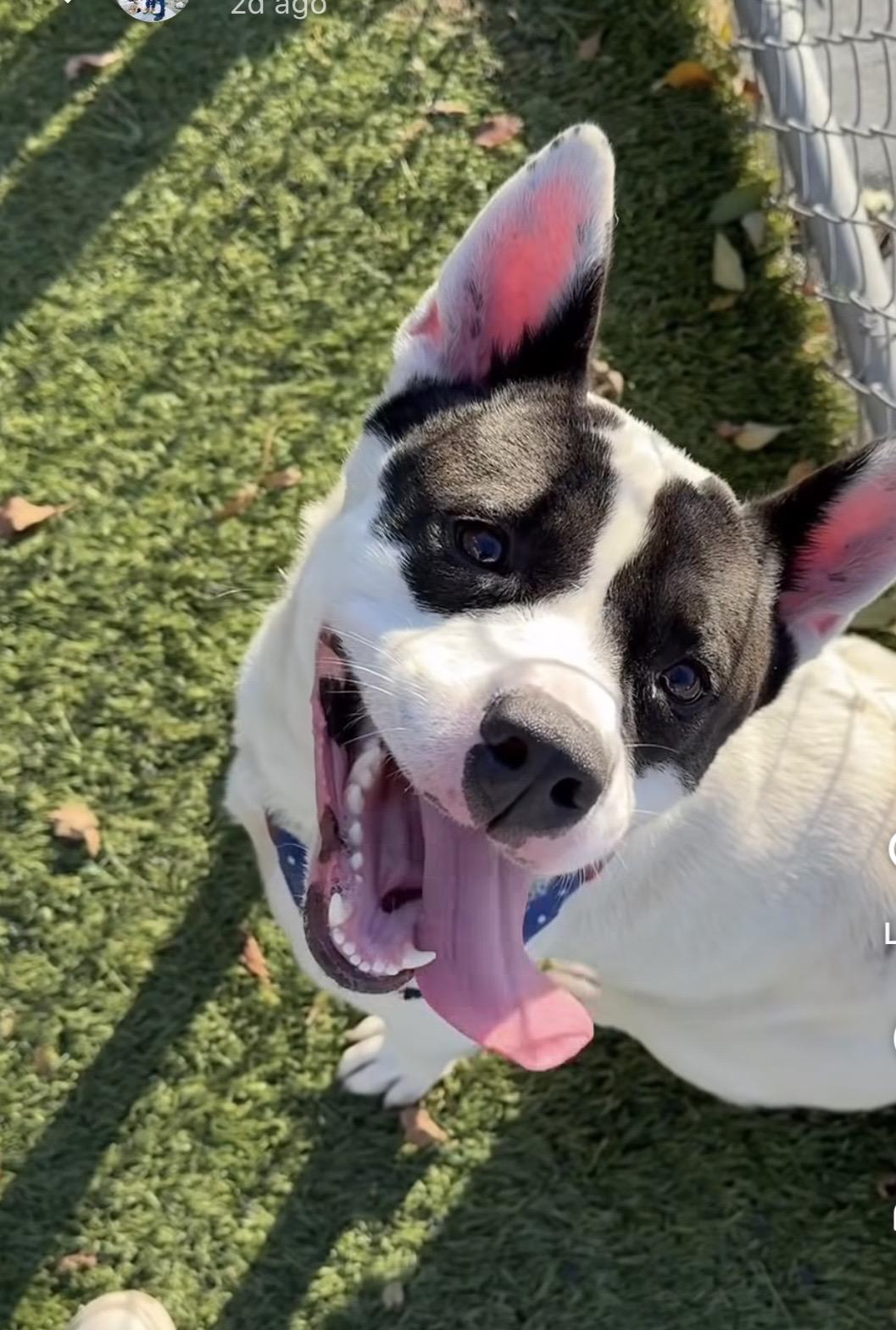 Enlarge Hailey, a ADOPTABLE mixed breed in Torrance, CA image 3/5