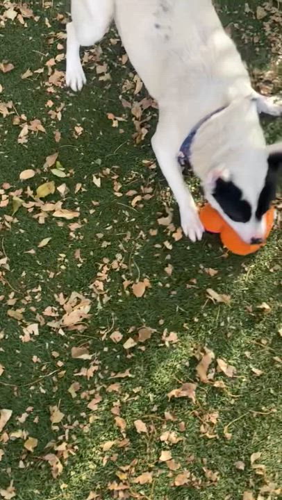 Enlarge Hailey, an adopted mixed breed in Torrance, CA video 6/6