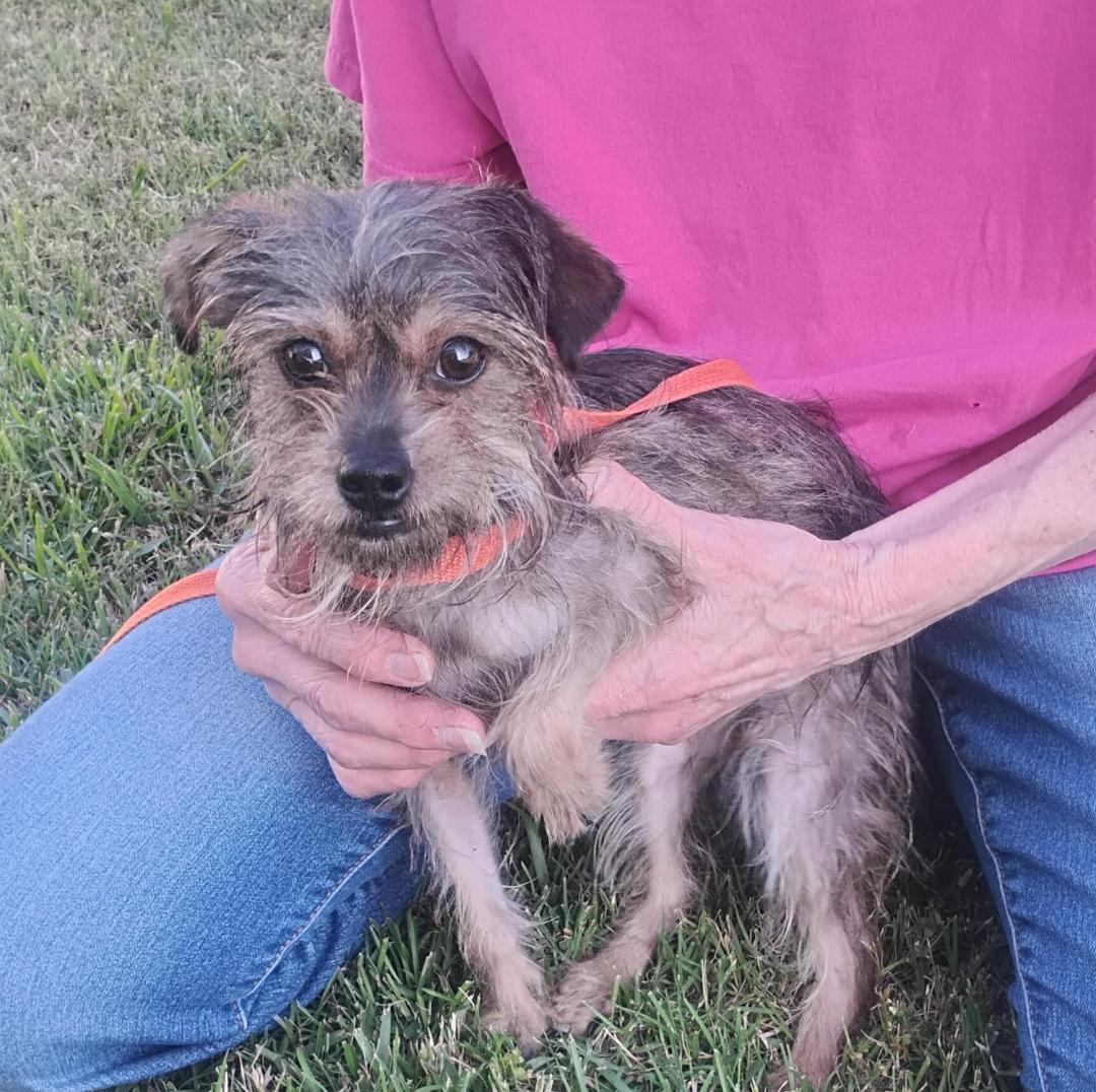 Enlarge Flora, an adoptable mixed breed in Sulphur, OK image 3/4