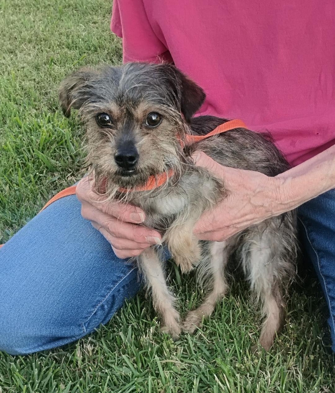 Enlarge Flora, an adoptable mixed breed in Sulphur, OK image 1/4