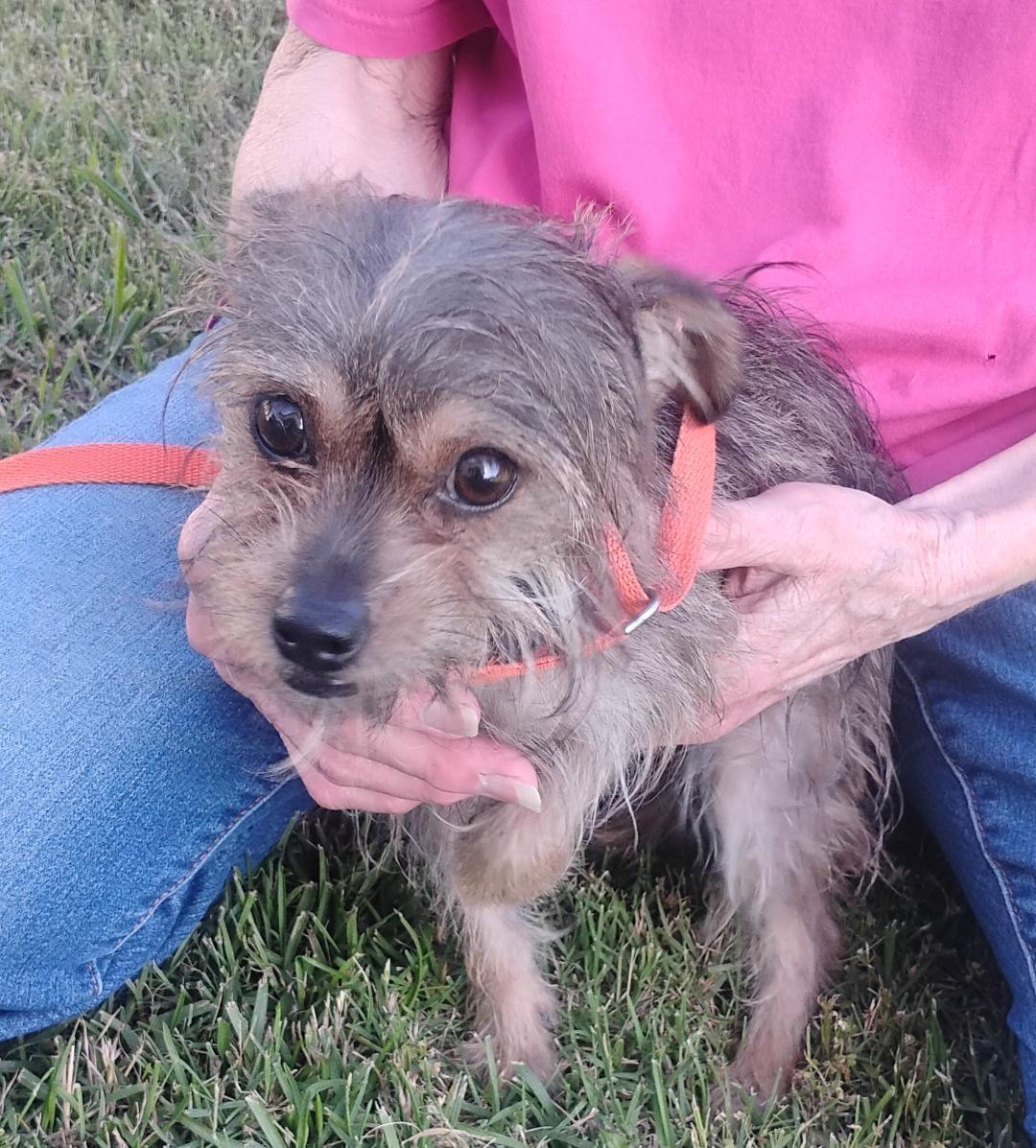 Enlarge Flora, an adoptable mixed breed in Sulphur, OK image 4/4