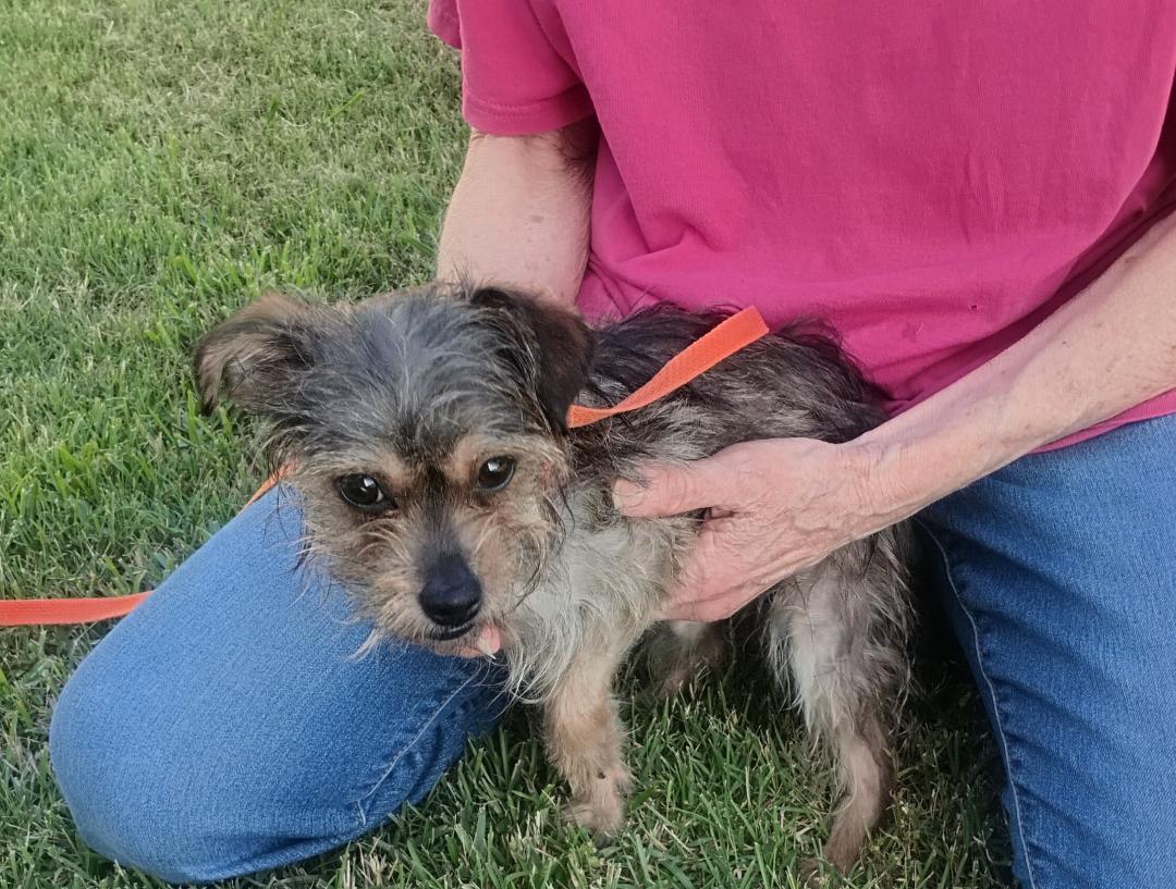 Enlarge Flora, an adoptable mixed breed in Sulphur, OK image 2/4