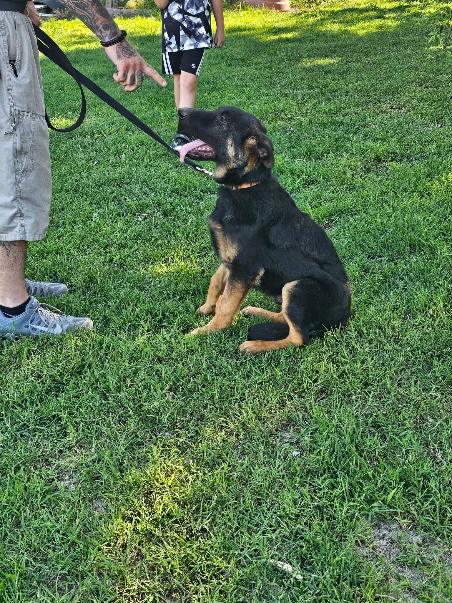 CHOPPER - Pick of the litter, a ADOPTABLE German Shepherd Dog in Wilmington, DE image 5/6