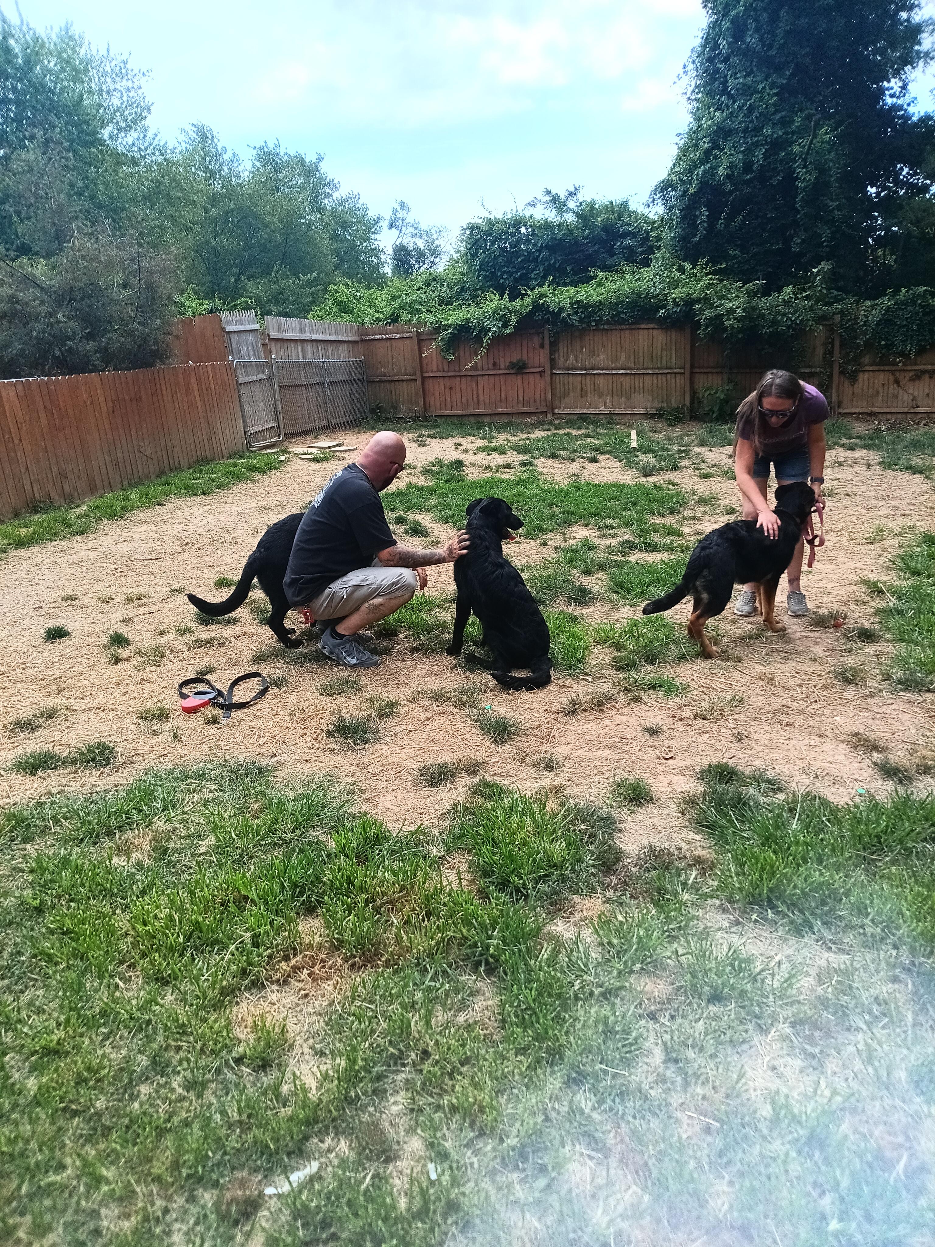 CHOPPER - Pick of the litter, a ADOPTABLE German Shepherd Dog in Wilmington, DE image 1/6