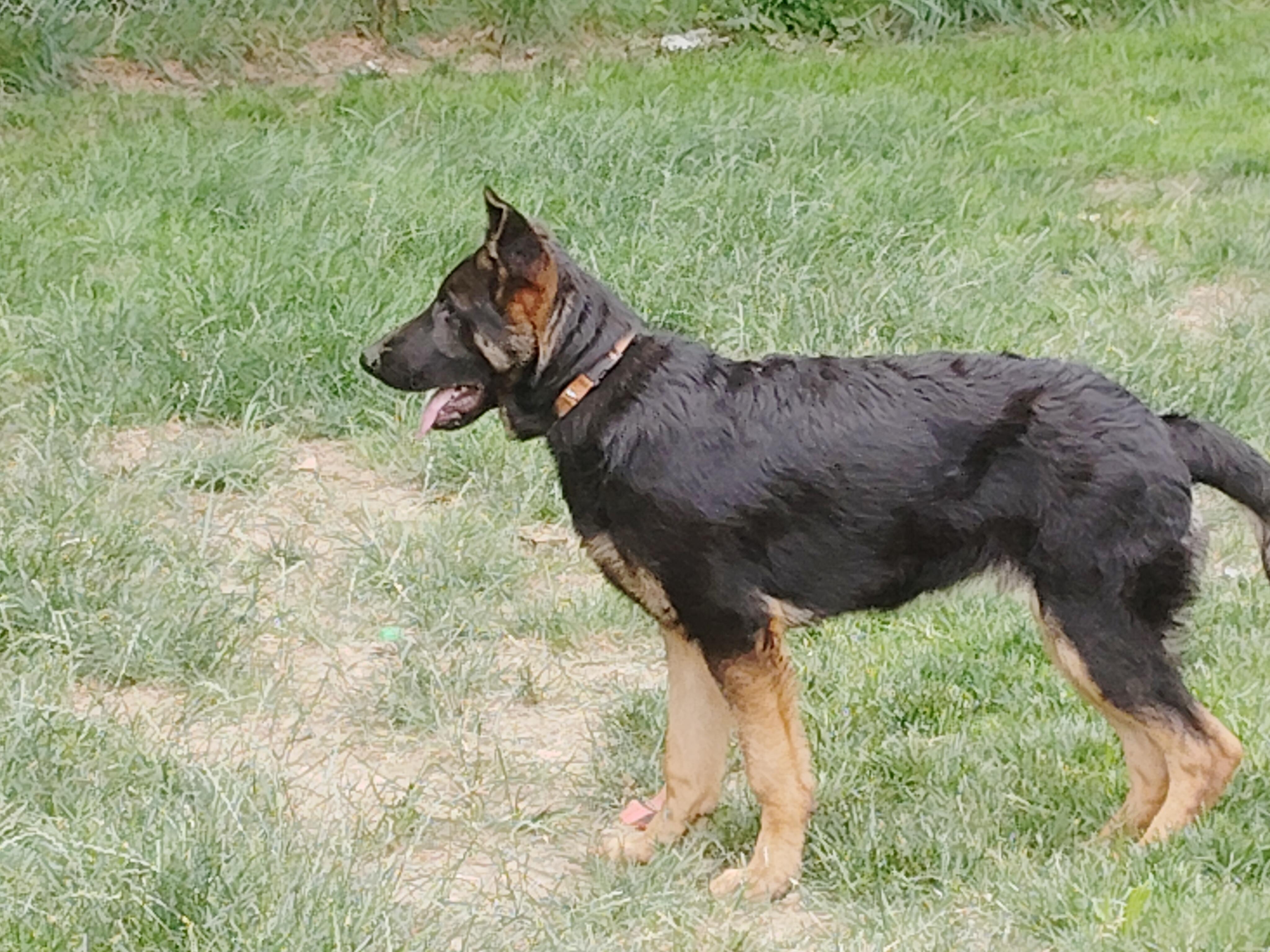 CHOPPER - Pick of the litter, a ADOPTABLE German Shepherd Dog in Wilmington, DE image 2/6
