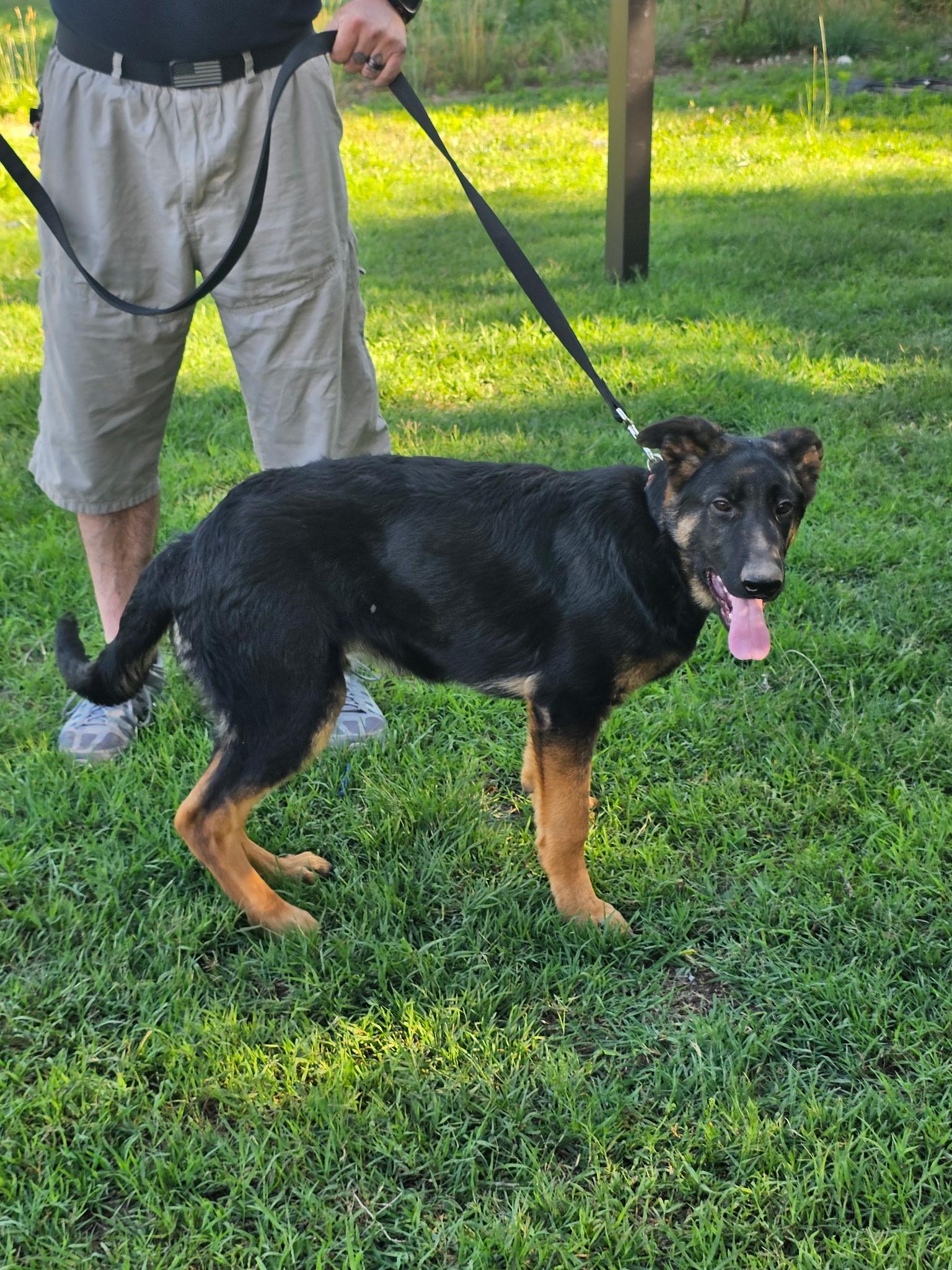 CHOPPER - Pick of the litter, a ADOPTABLE German Shepherd Dog in Wilmington, DE image 3/6